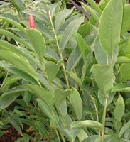 alpinia purpurata (red ginger).jpg